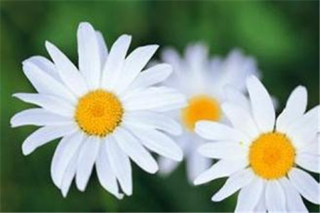 菊花 的花语