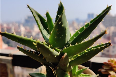 新买的芦荟怎么养护和浇水