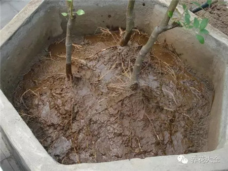 什么是有机肥和无机肥的区别