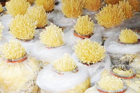 金针菇种植方法 袋装