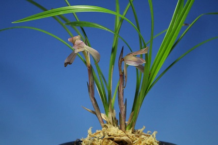 春兰夏天怎么养护