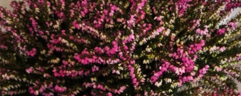 欧石楠冬季浇水(欧石楠适合温度)