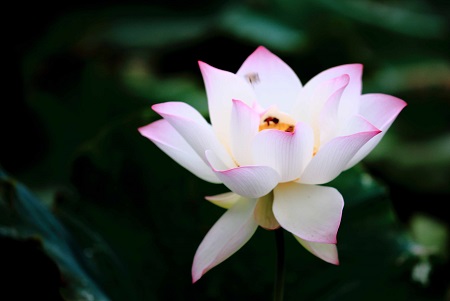 如何延长荷花花期的时间