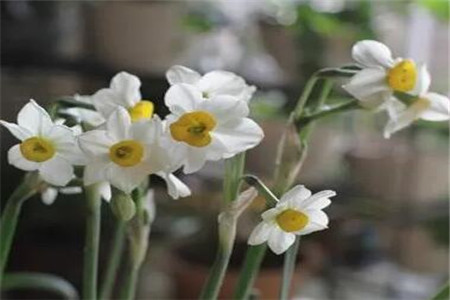 人民币上的花朵是什么花