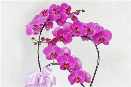 北阳台光照强度