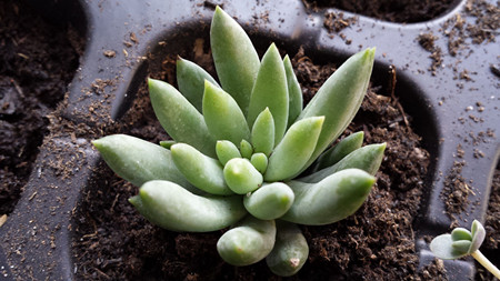 千佛手为什么总掉叶子