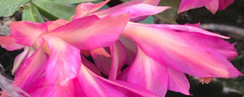 火龙果无痕嫁接蟹爪兰的方法(火龙果嫁接蟹爪兰教程)