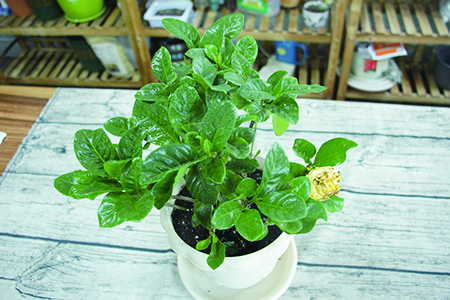 栀子花适合放客厅里吗