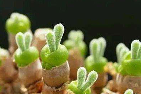 碧光环多肉好养吗