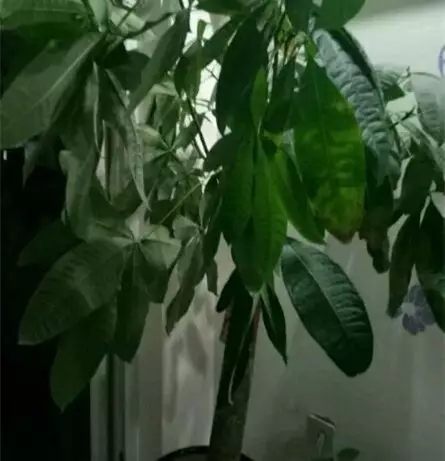 绿萝发财树的养殖方法