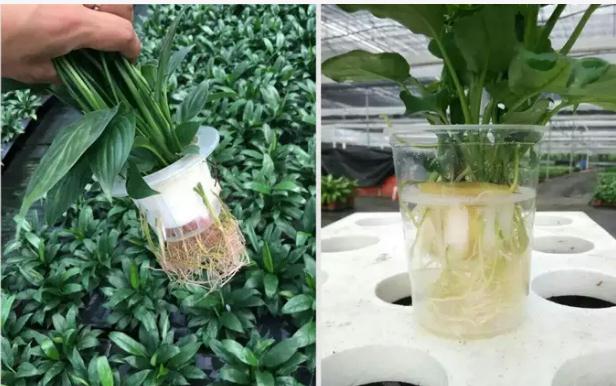 花卉怎么无土栽培花卉无土栽培的基质主要有哪些(花卉无土栽培实验原理)