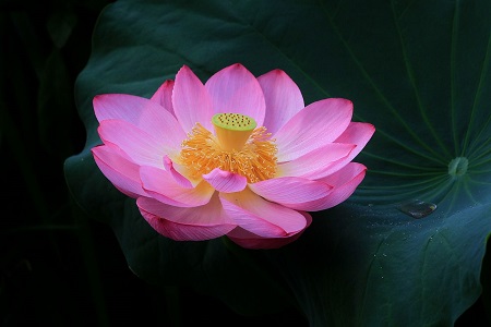 如何延长荷花花期的时间