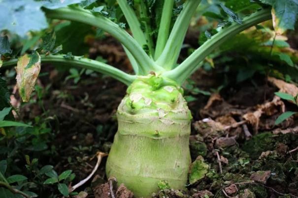 大头菜的做法怎样腌制大头菜