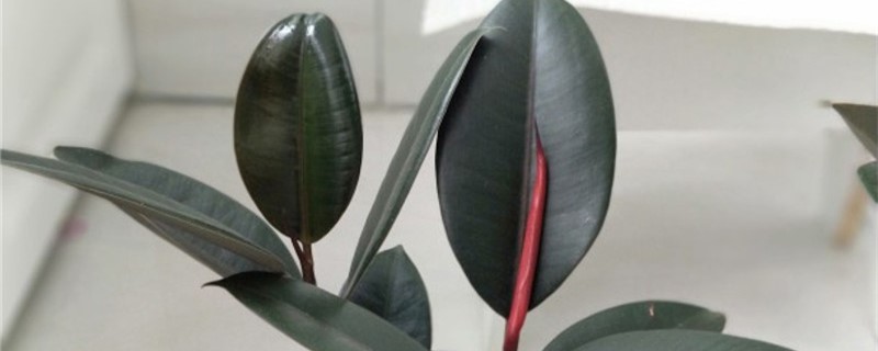 橡皮树黄叶的原因和处理办法(橡皮树干叶发黄怎么办)