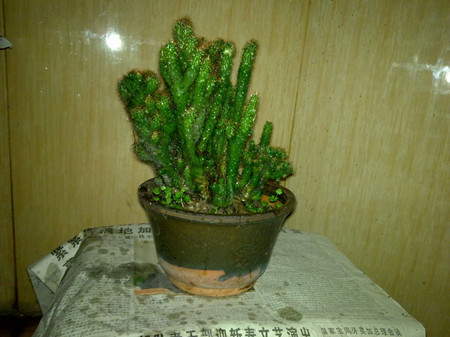 姬珊瑚怎么扦插活的快