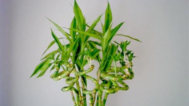 转运竹怎么养(转运竹怎么养?)