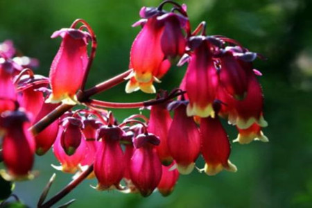 宫灯长寿花繁殖方法