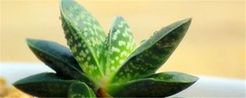 子宝叶子发黄怎么办补救处理方法黄叶枯萎的原因(子宝叶片长歪了怎么办)