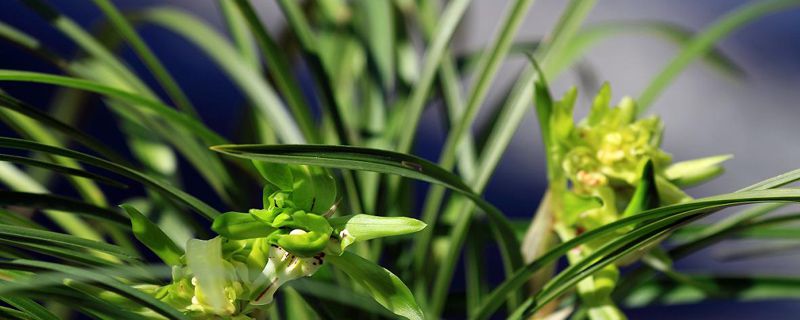 春兰和惠兰的区别(春兰和惠兰的区别在哪里)