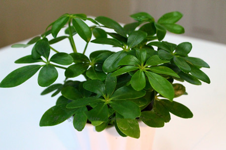 室内绿色植物的作用