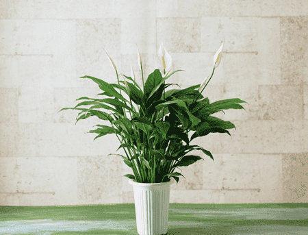 室内绿色植物的作用