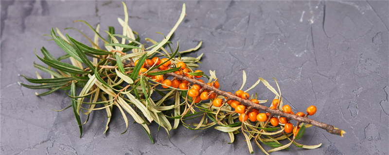 沙棘扦插的时间和方法沙棘扦插技术(沙棘的扦插技术视频)