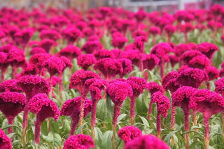 鸡冠花种类及色样图像