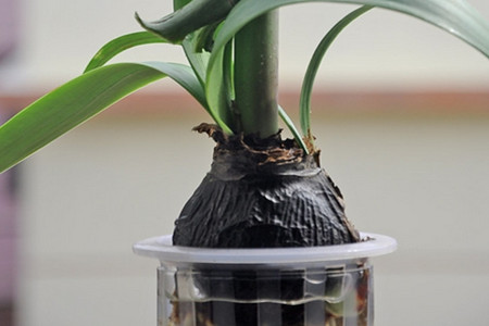 刚栽的朱顶红多长时间浇水视频