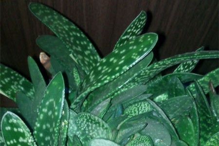 子宝叶片长歪了怎么办