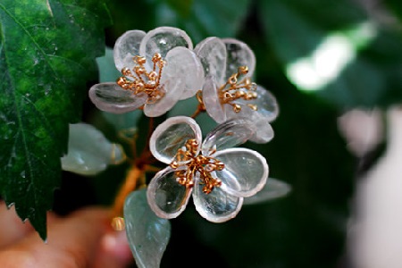 山荷叶的养殖方法和管理