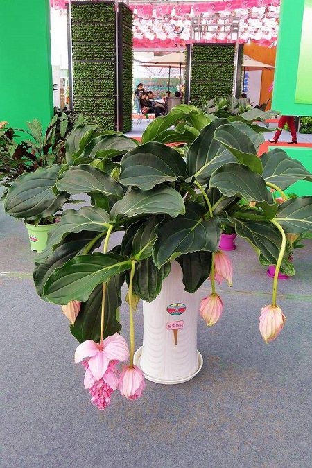 宝莲灯怎么浇水方法