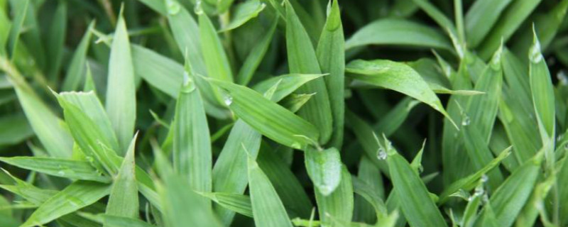 竹子怎么养叶子不黄(竹子怎么养叶子不发黄)