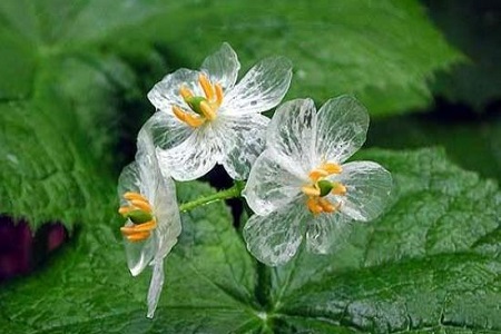 山荷叶的养殖方法和管理