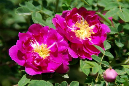 苦水玫瑰食用方法