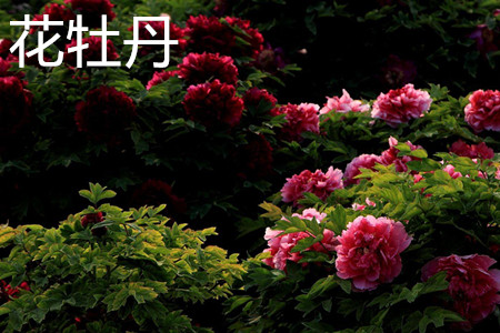 牡丹花怎么辨别