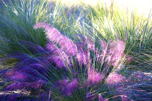 粉黛乱子草的播种方法(粉黛乱子草的种植和管理)