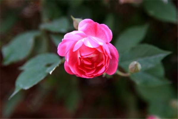 苦水玫瑰生虫了怎么办常见的病虫害防治(苦水玫瑰食用方法)