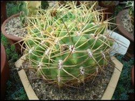 莺鸣玉开花在什么时候