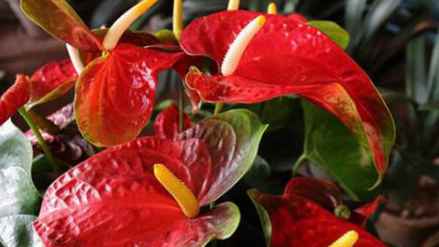 红掌不红是怎么回事(红掌不长怎么办)