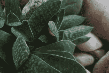 子宝叶片长歪了怎么办