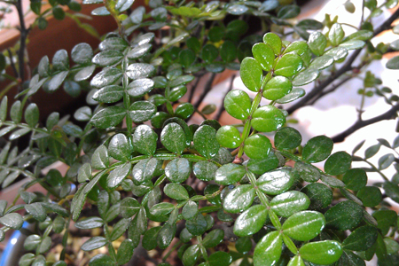 胡椒木养植方法