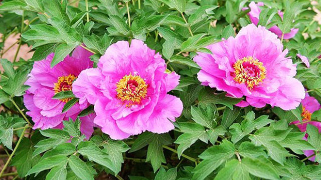 如何辨别花牡丹(牡丹花怎么辨别)