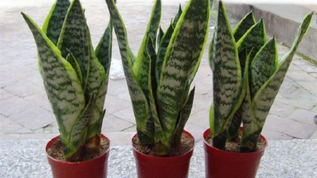 虎皮兰为什么长不高(虎皮兰为什么不长根?)