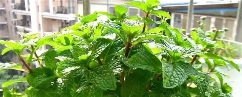 薄荷换盆后蔫了怎么办薄荷换盆正确方法(薄荷换盆后枯萎)