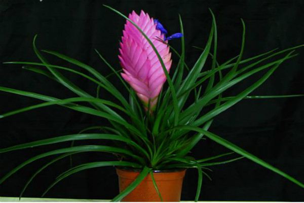 铁兰有哪些品种(铁兰花的品种)