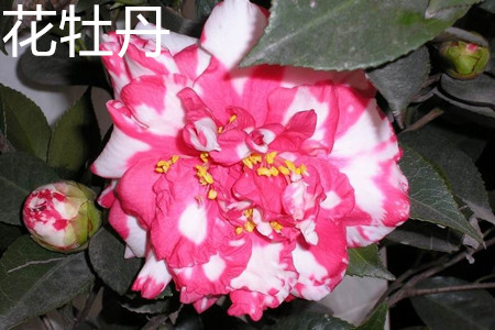 牡丹花怎么辨别