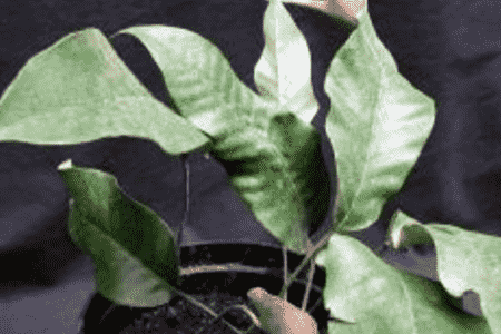 石苇的养殖方法和注意事项视频