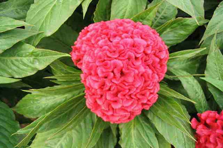 鸡冠花种类及色样图像