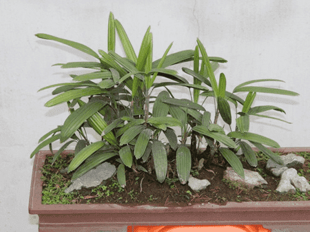 室内绿色植物的作用