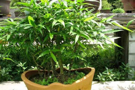 竹子怎么养叶子不发黄